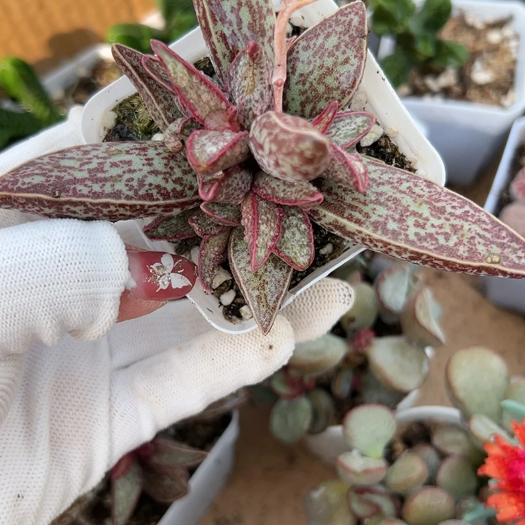 多肉植物红太平水泡