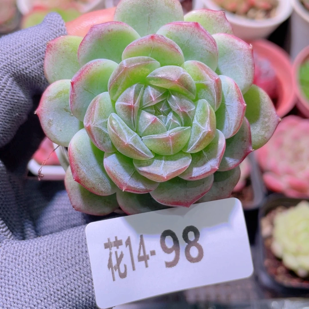 花利美14-98新品珍妮