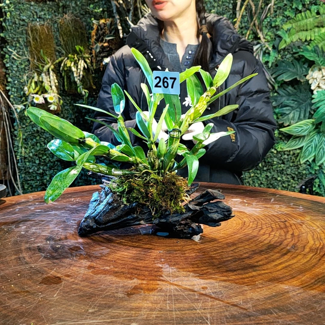 【闪购商品】267金钗花