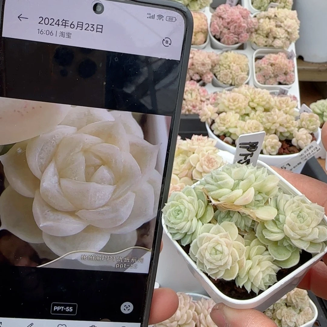 【闪购商品】0204-62（ppt-55）