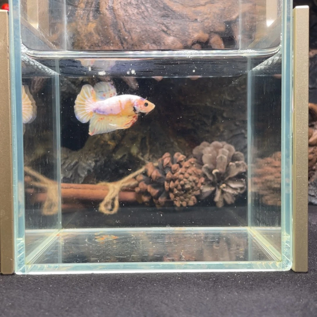 斗鱼十二月二十日竞价