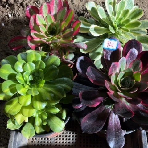 820多肉植物组合
