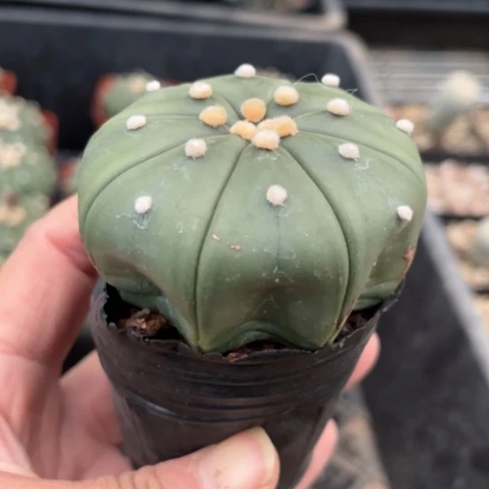 当前无花栽培后可以开花实生海星兜微瑕