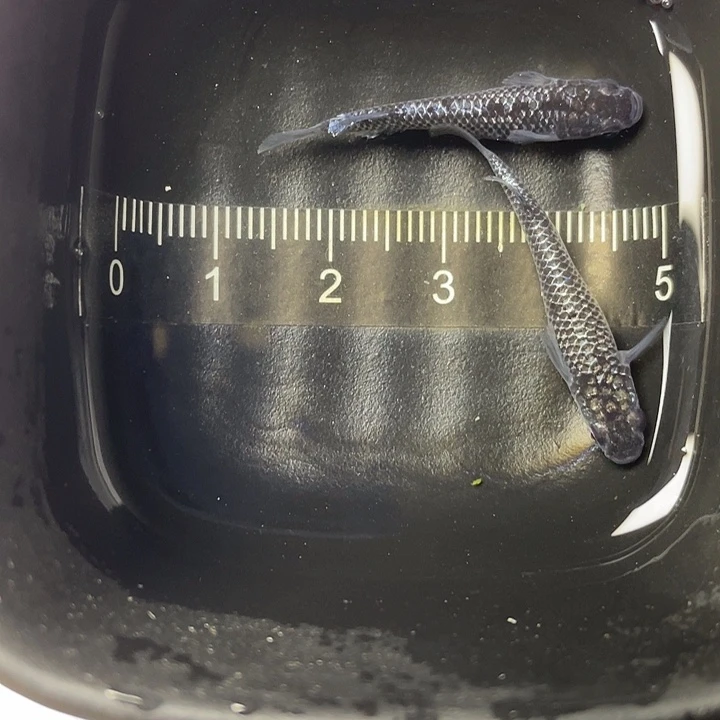 青鳉鱼礼服一对，26号，满10包邮，可叠单