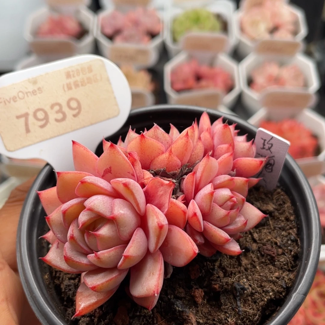 玫瑰夫人7939-7.0厘米