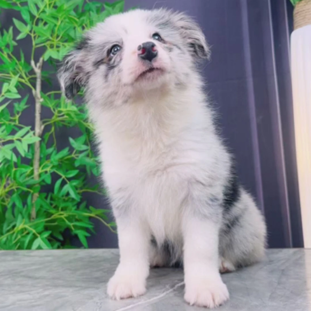 【木土犬舍】双血统边境牧羊犬小母陨石色三针疫苗已做完