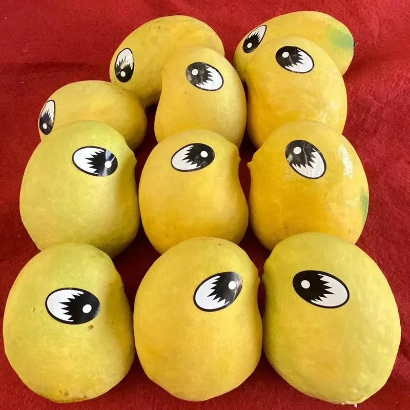 云南高山红头芒果鹰嘴芒台农大青芒圣德龙生吃芒果