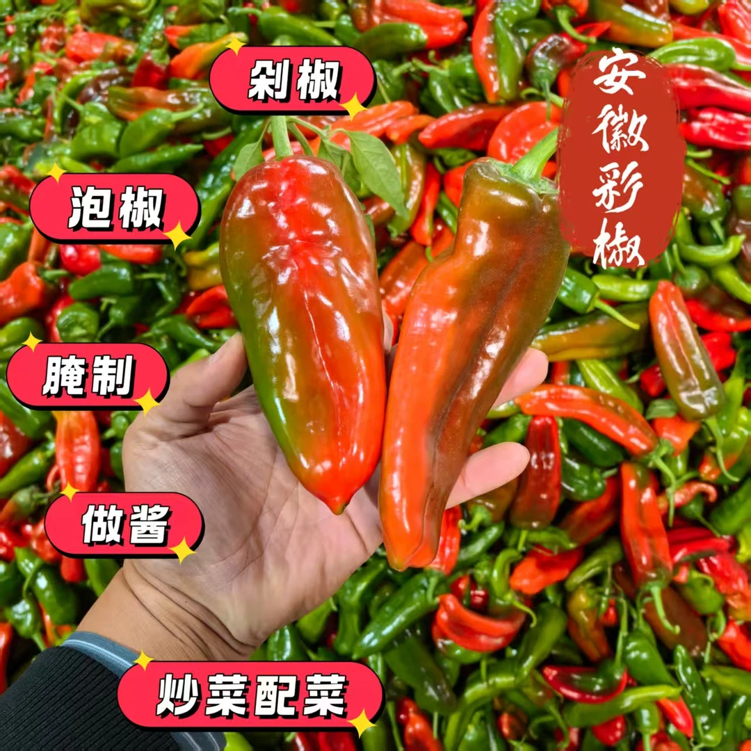 【彩花椒】安徽芜湖江北农户自种花色辣椒微辣彩椒薄皮肉厚汁多