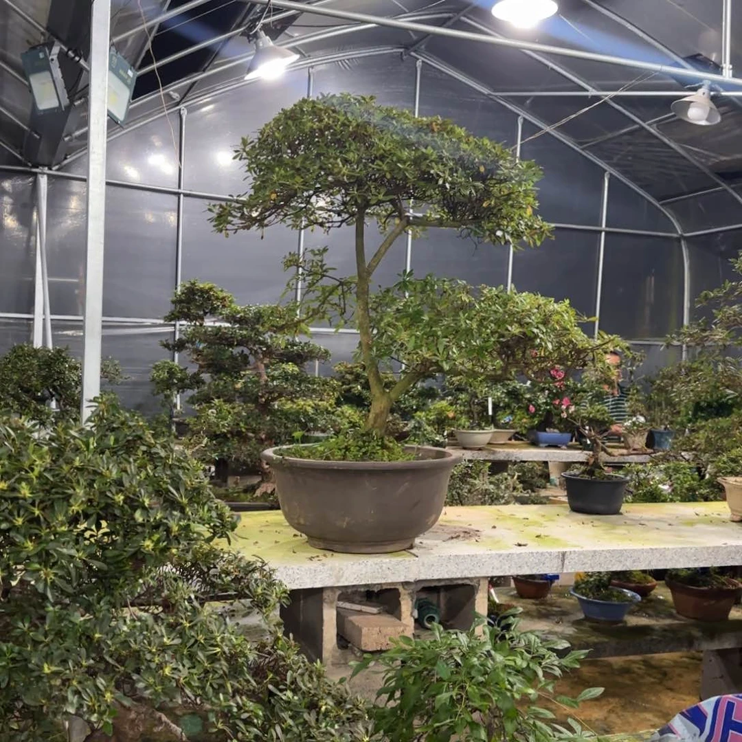 无花朵?*?花卉苗木花卉苗木