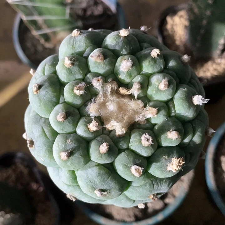 仙人球袖浦苗接大尤8公分133