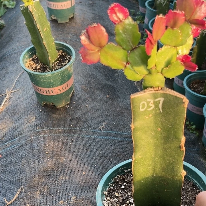 静***安69号037，111111111