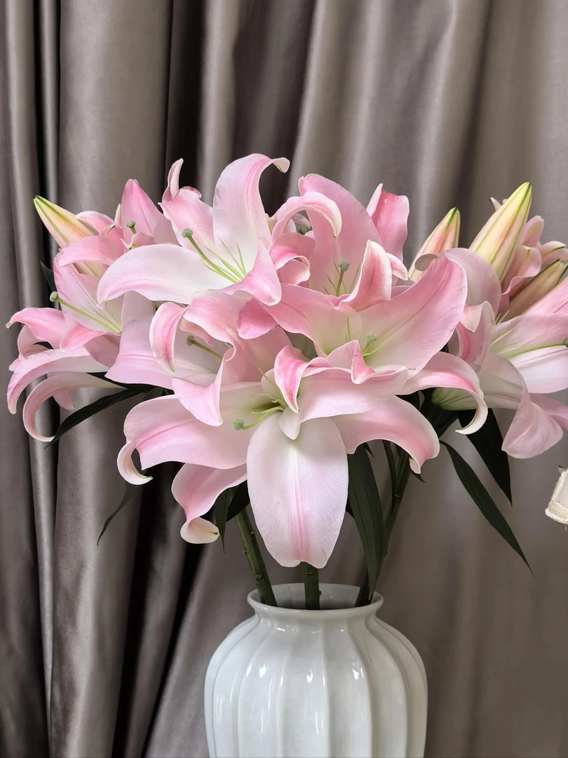 星光香水百合有香味水培鲜花