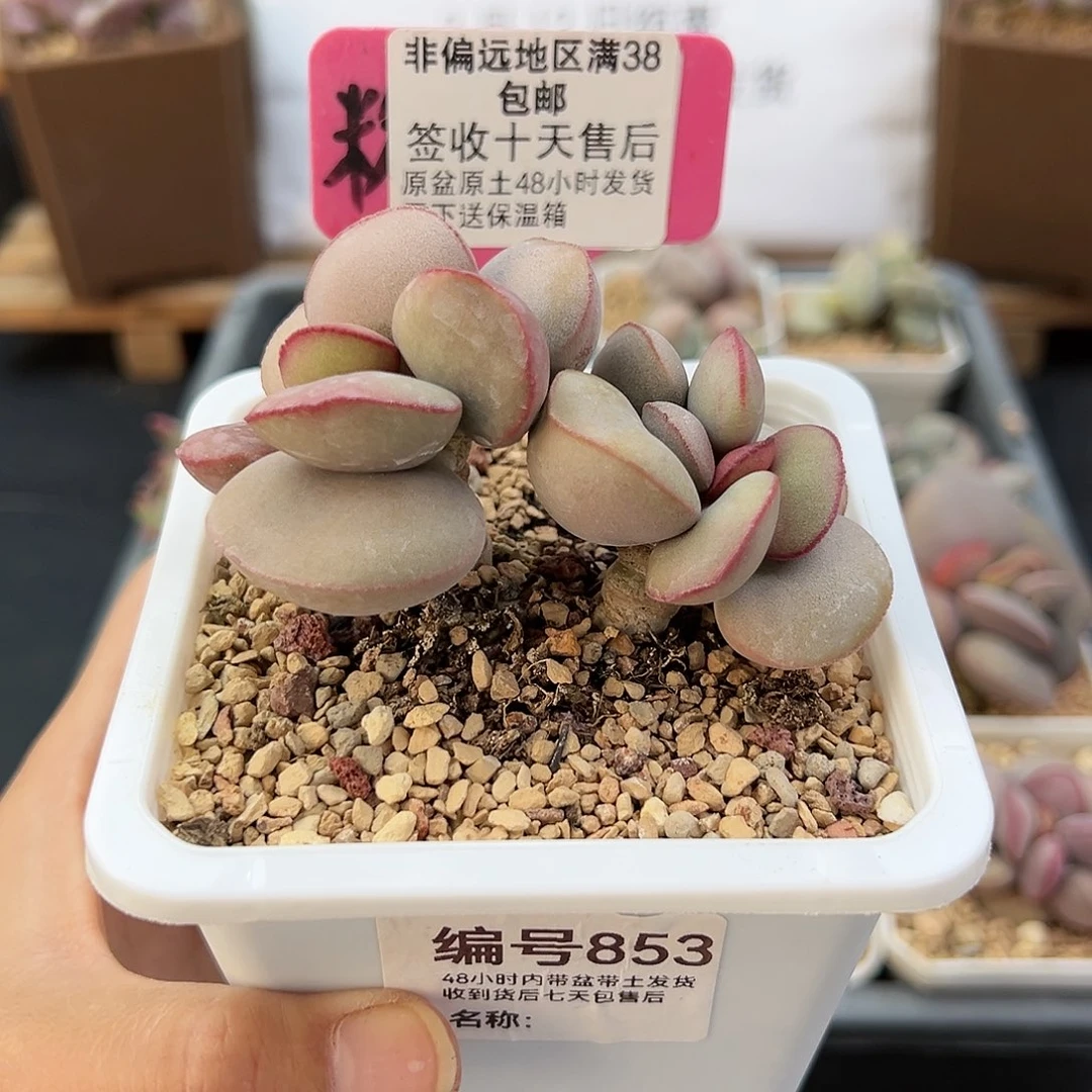 秣*853白肌红蛋多肉