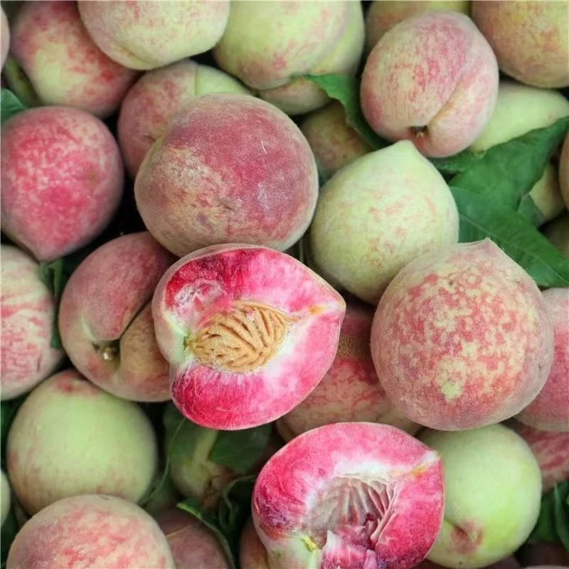 贵州高山老树百花桃现摘现发