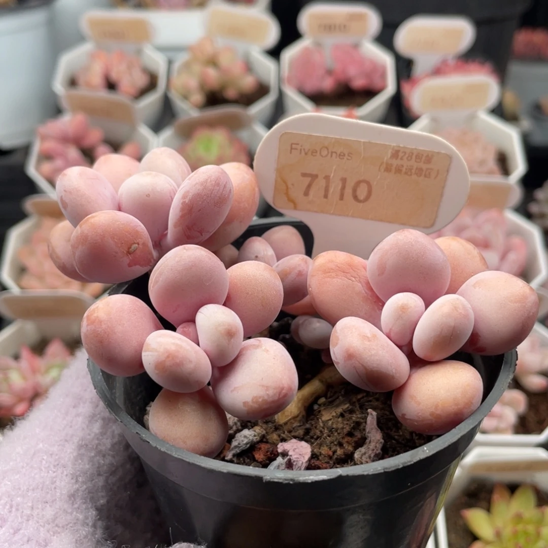 桃蛋7110-10.5-厘米