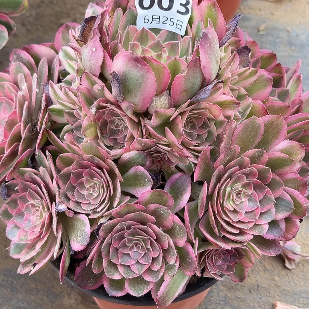 6.25.3云河多肉植物1