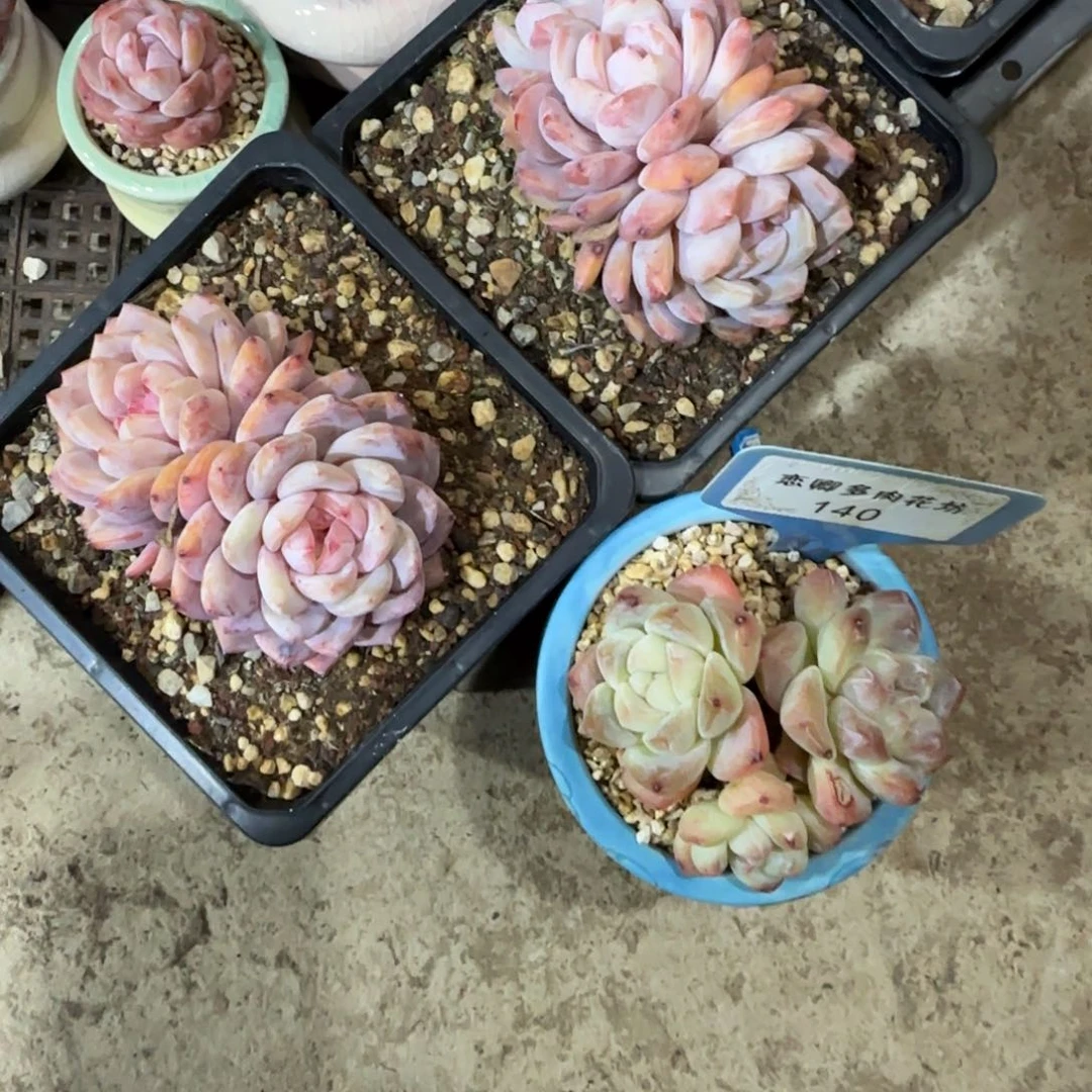 小***爱140组合冰玉橙子0000