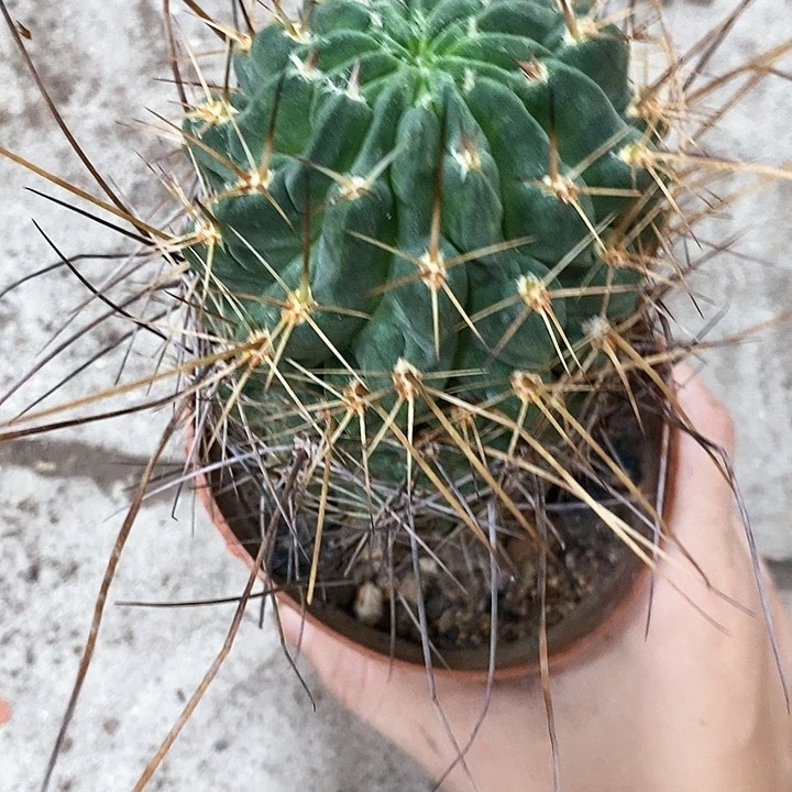 长刺黑猴，高6-10公分左右