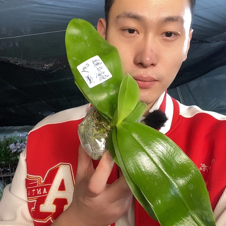 无花朵鱼鱼交鱼鱼