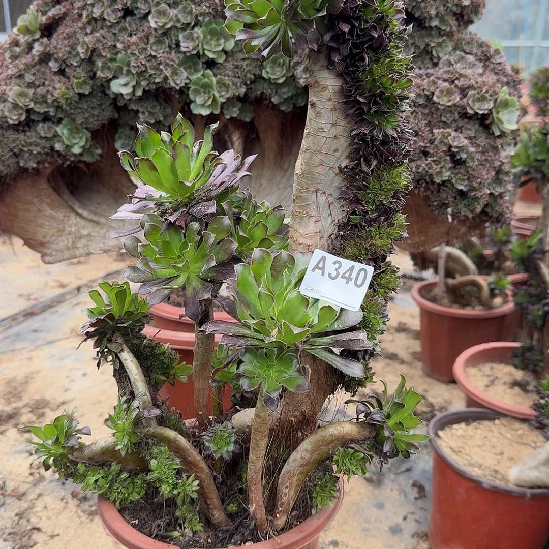 340黑法师一颗呀呀