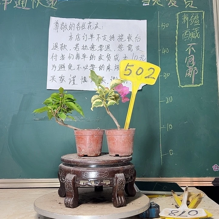 当前无花栽培后可以开花漳红樱掌中宝 中国丽人掌中宝502