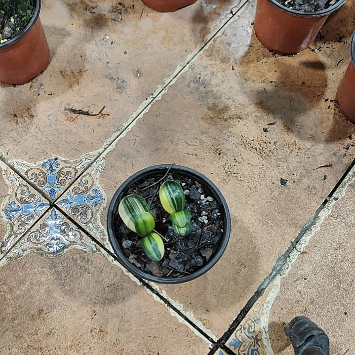 完全开放浩**奶君子兰