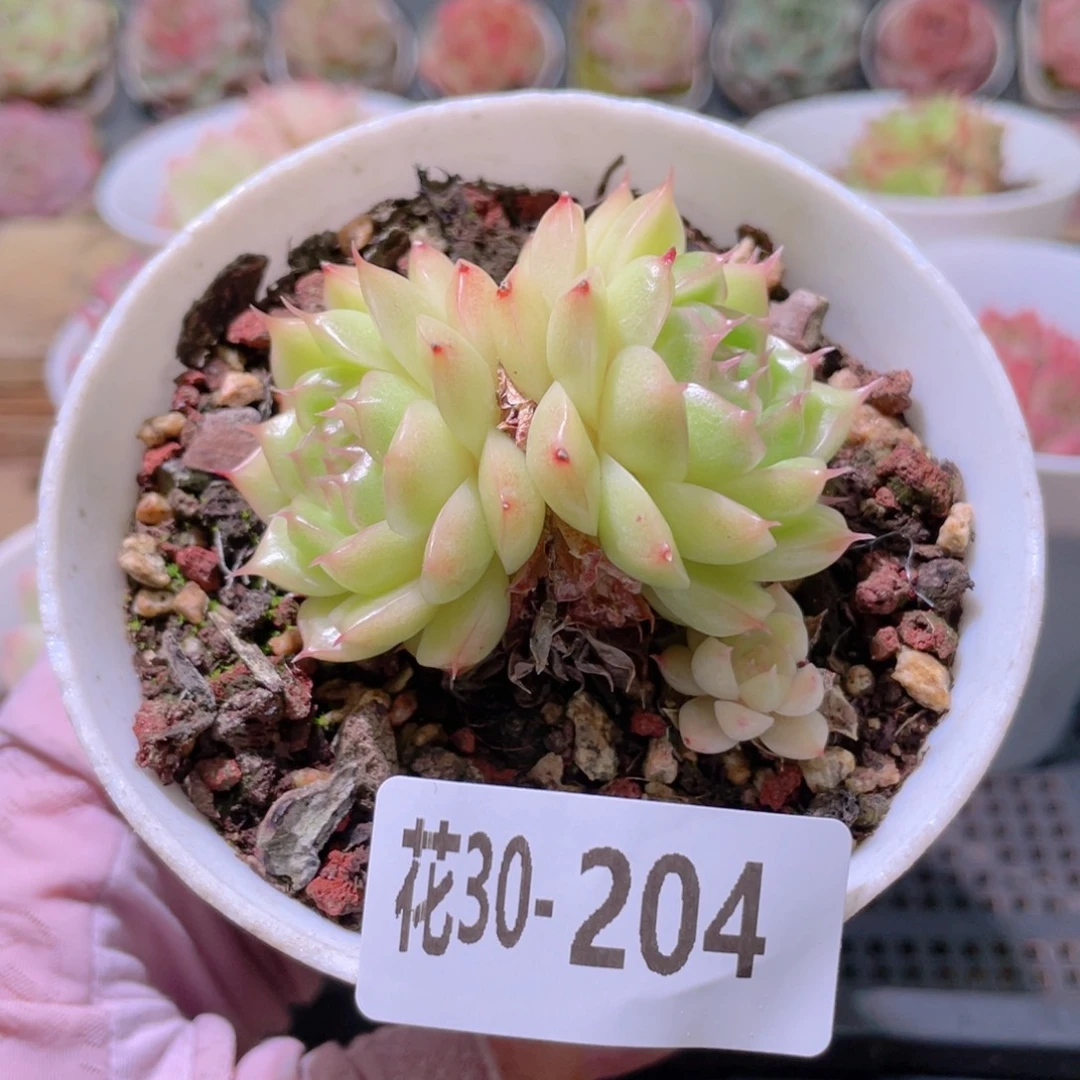 花利美30-204麦秆