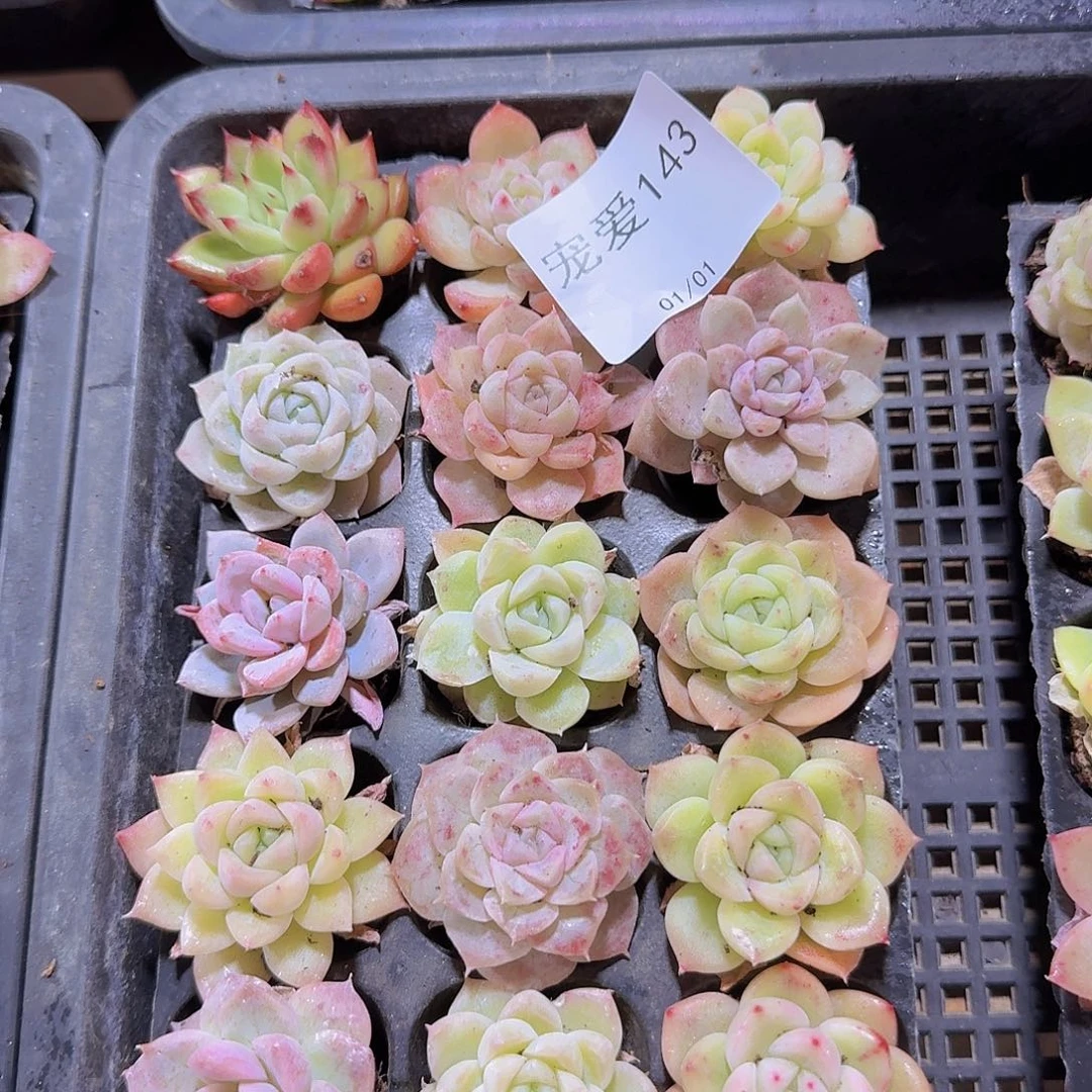 直播福利一物一拍143