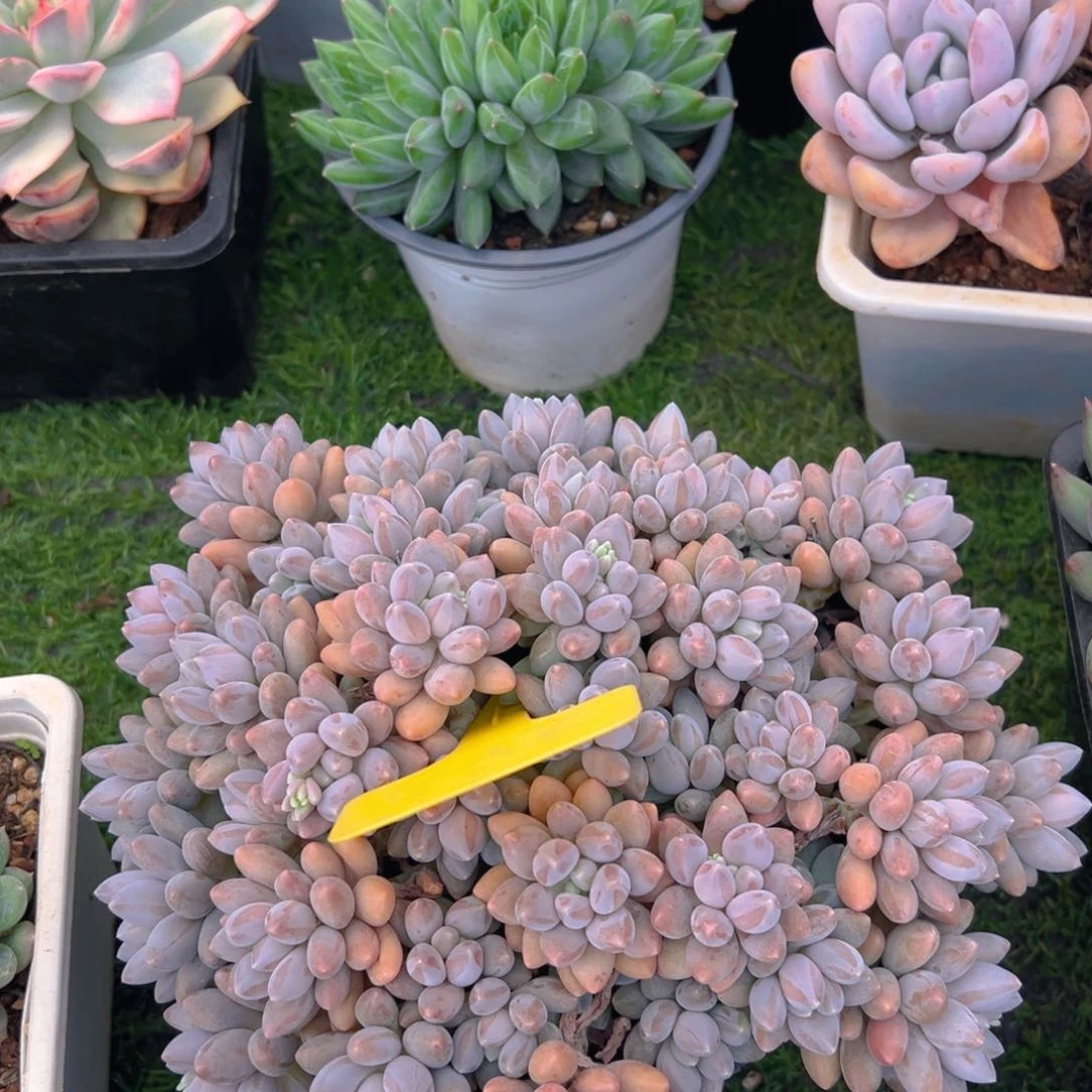 福利来啦打榜啦打榜