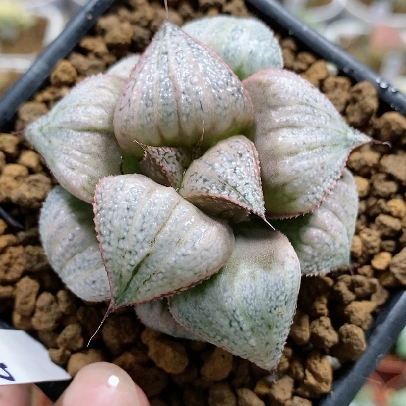 【闪购商品】48泰姬陵