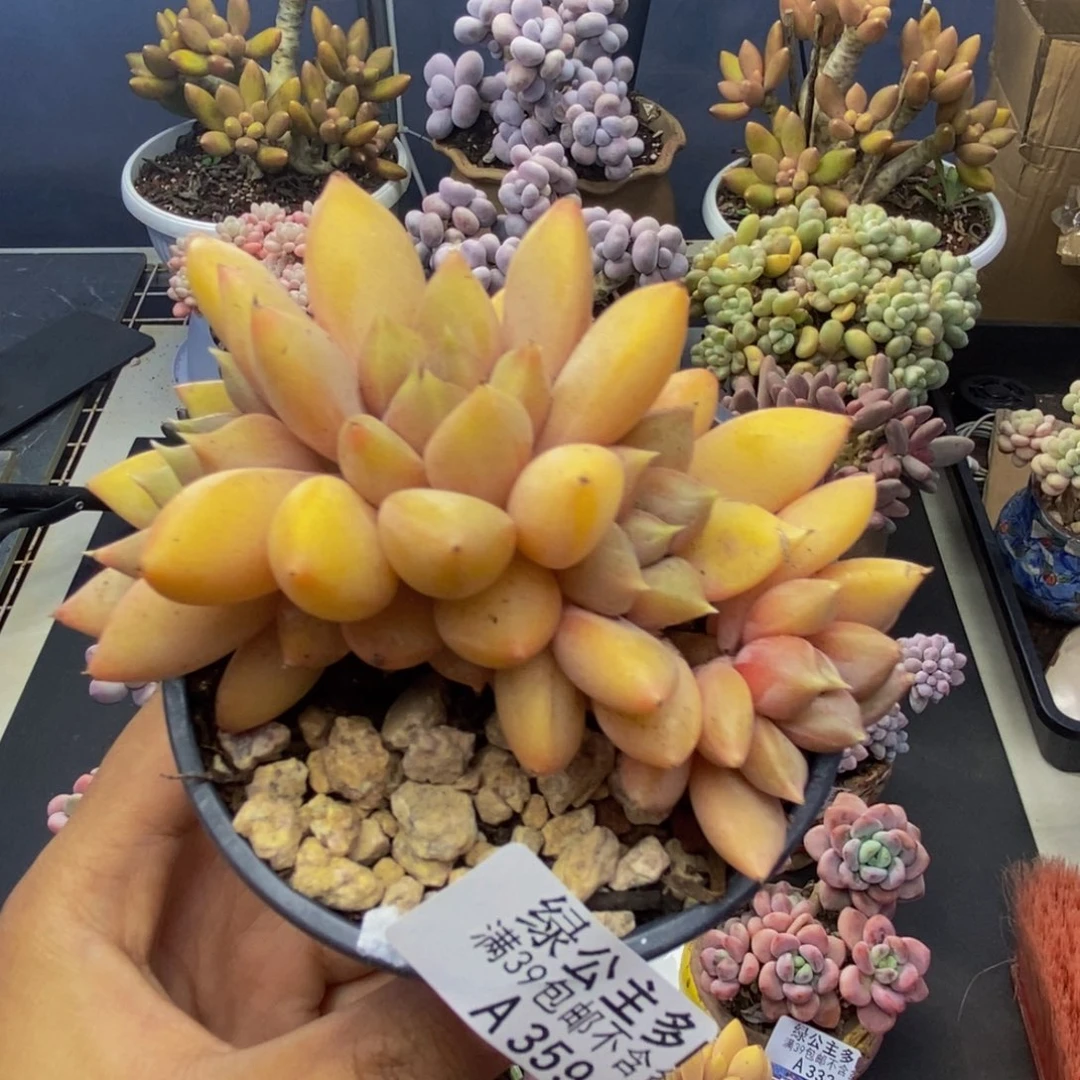 359象牙奶朵朵缀8c m