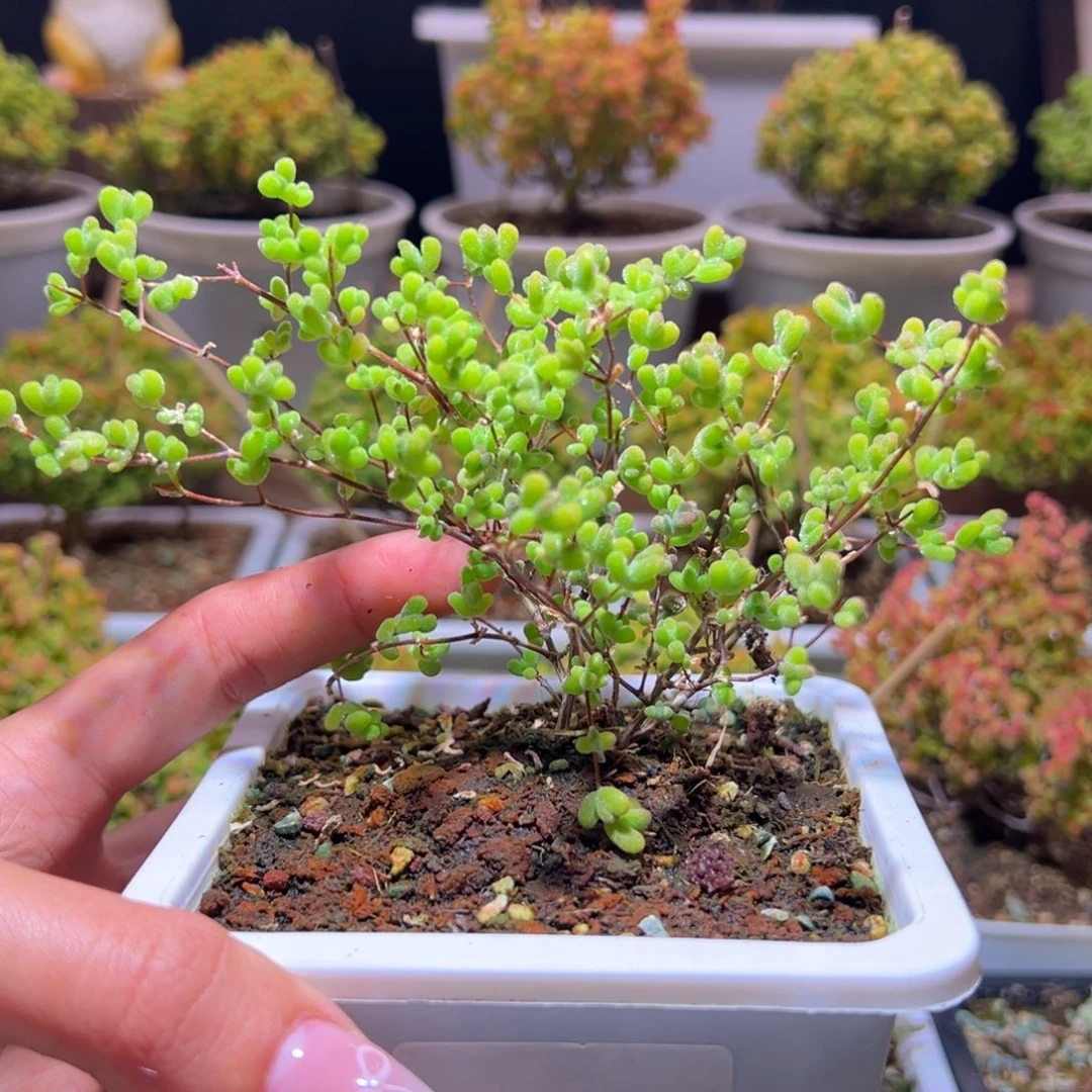 34薄荷莱斯一物一拍带盆土发货