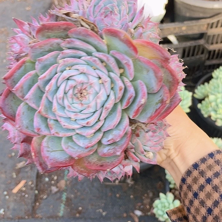 吉娃娃11捧一14186多肉植物