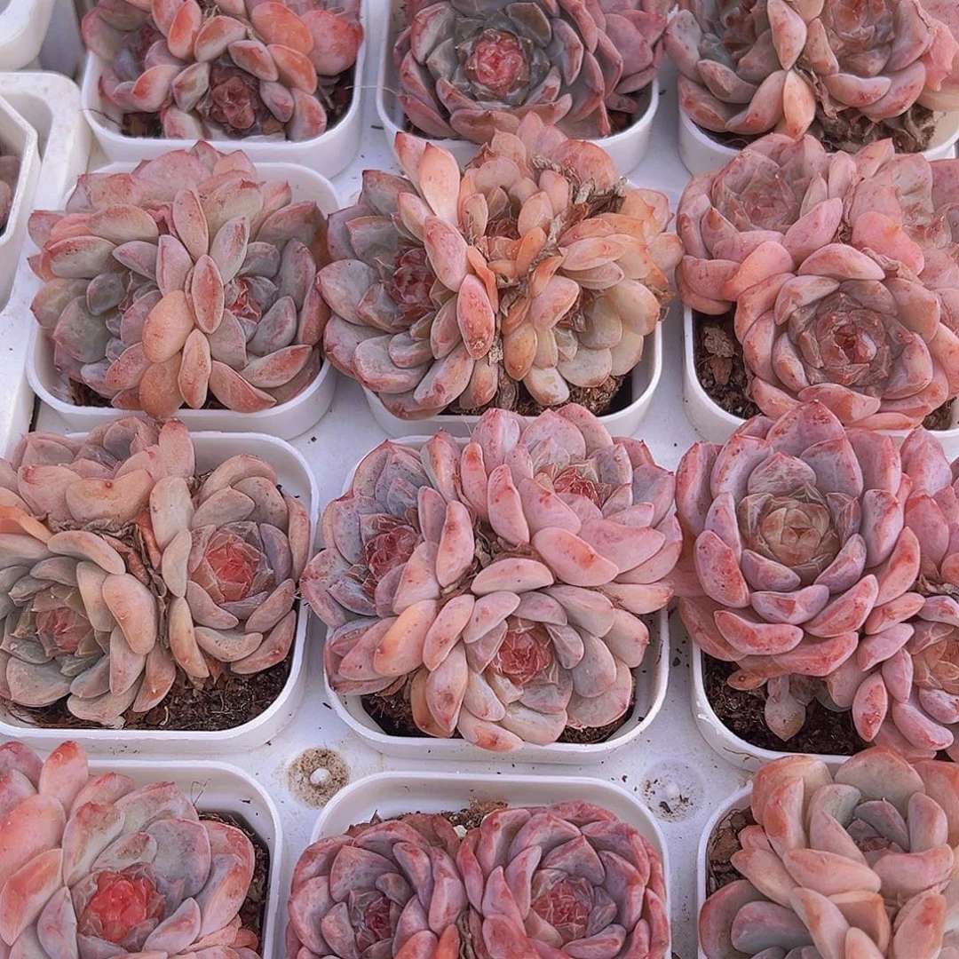 草莓果酱群样品发货