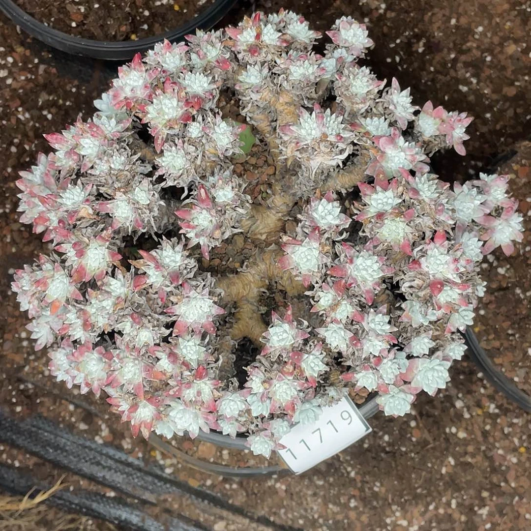 150头大群白菊量拍11719