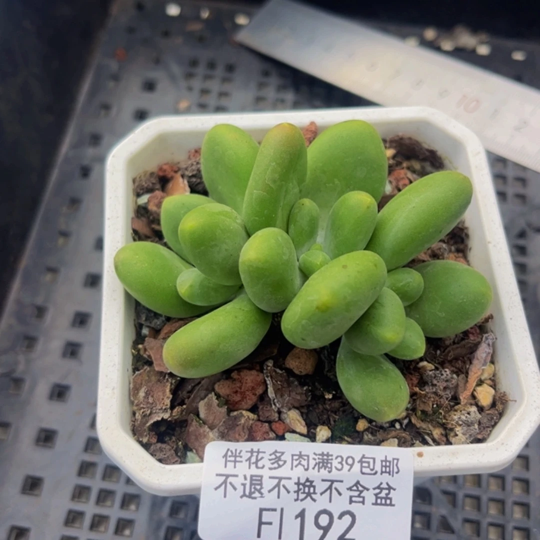 192-kk奶酪多肉5cm