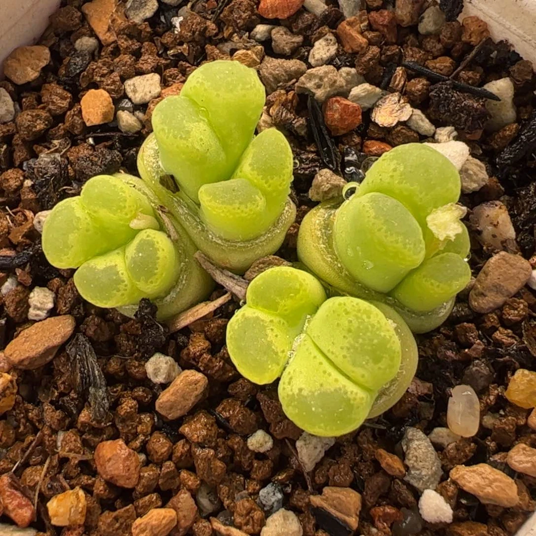 752多肉植物百科