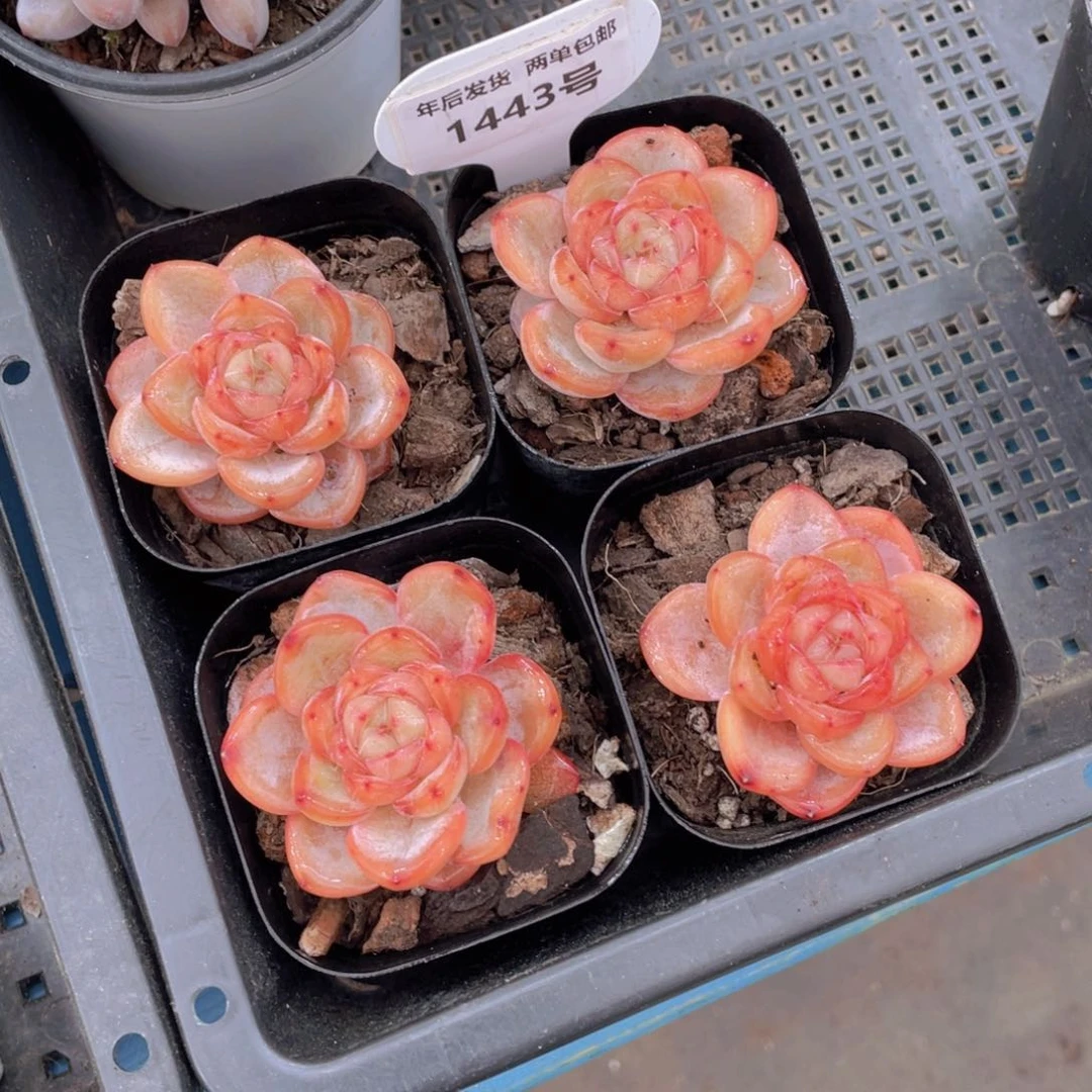 1443号星星珍妮单头一个