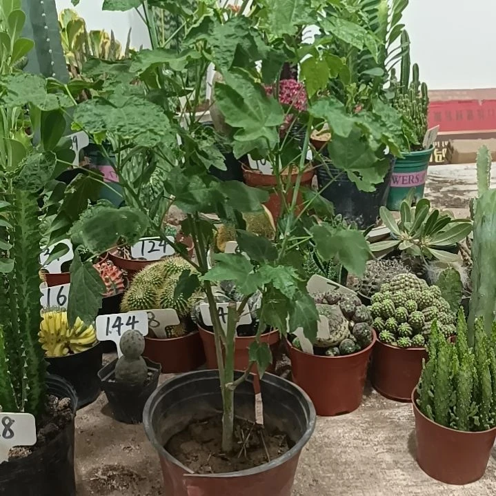 自***人无花朵金铃声，，， ，