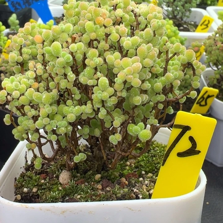 72号彩色蜜橘 一物一拍