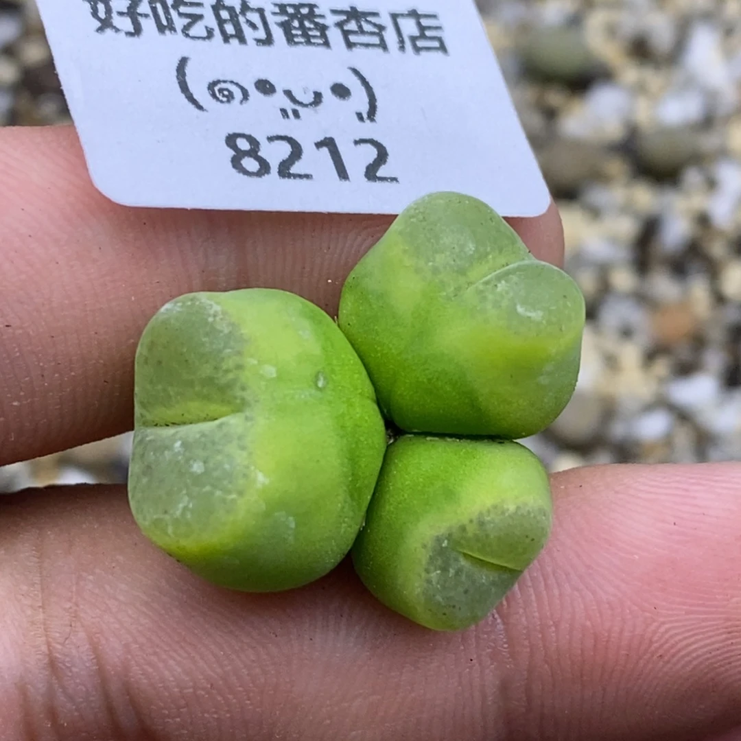8212。默认脱土。18包邮。偏远88包邮