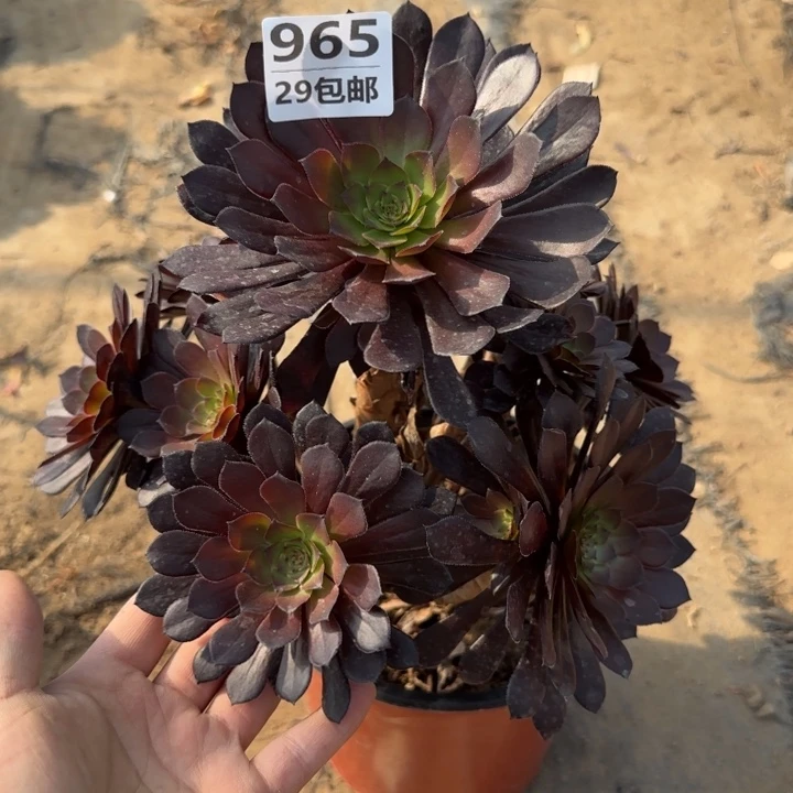 黑痛……多肉植物……