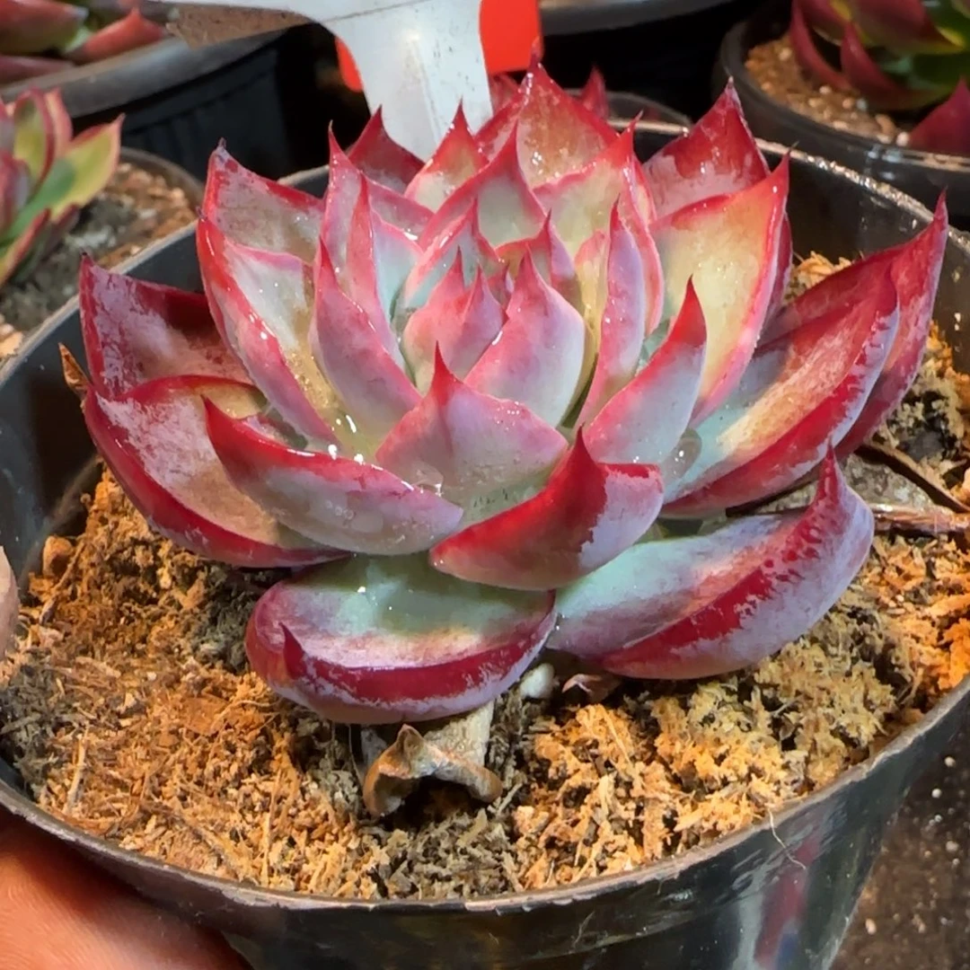 惊鸿一物一拍包装收缩花旱676