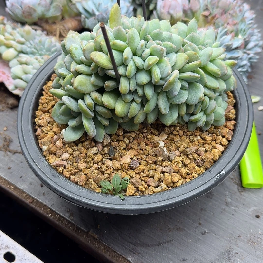 ༡***༉星影树缀无砍叶插