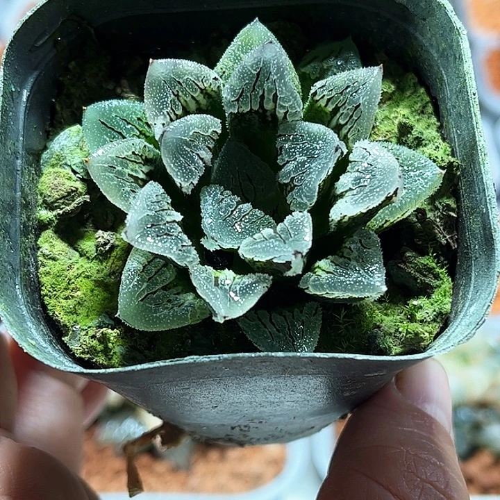 十二卷冰上之舞多肉