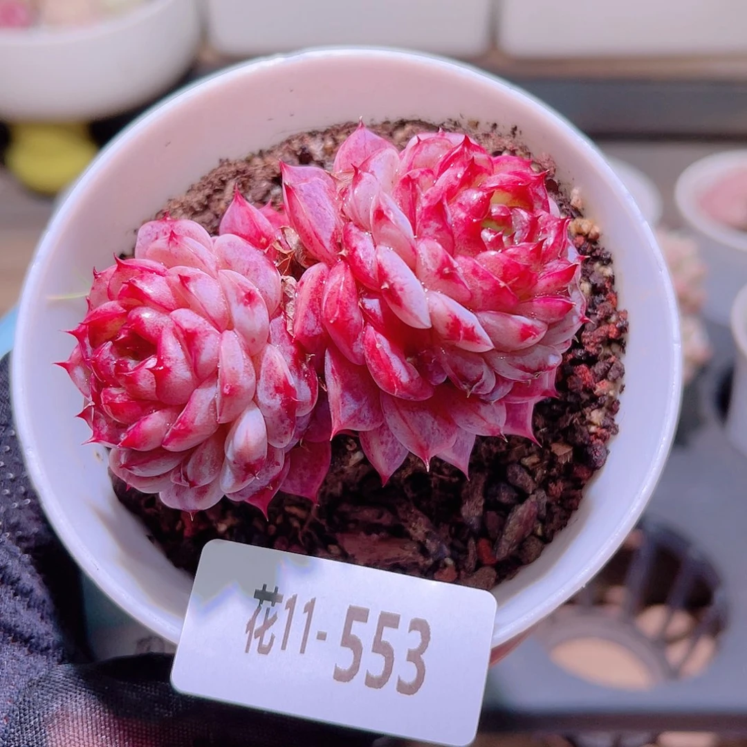 花利美11-553天鹅绒