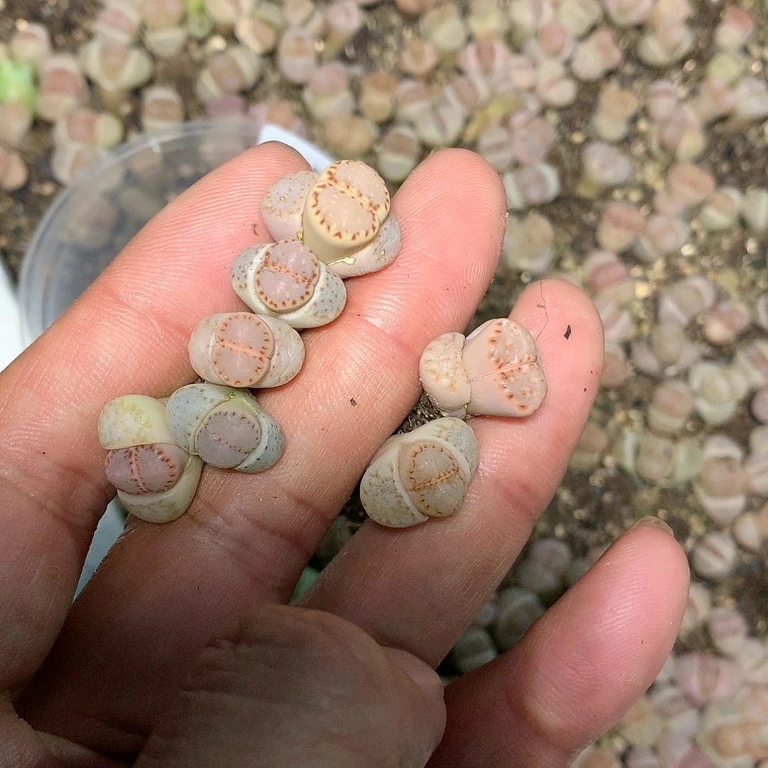 甜*，B905多肉植物保护
