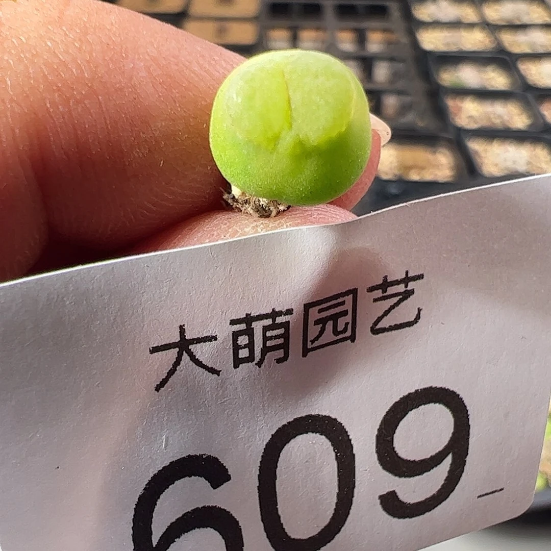 一物一拍。      609