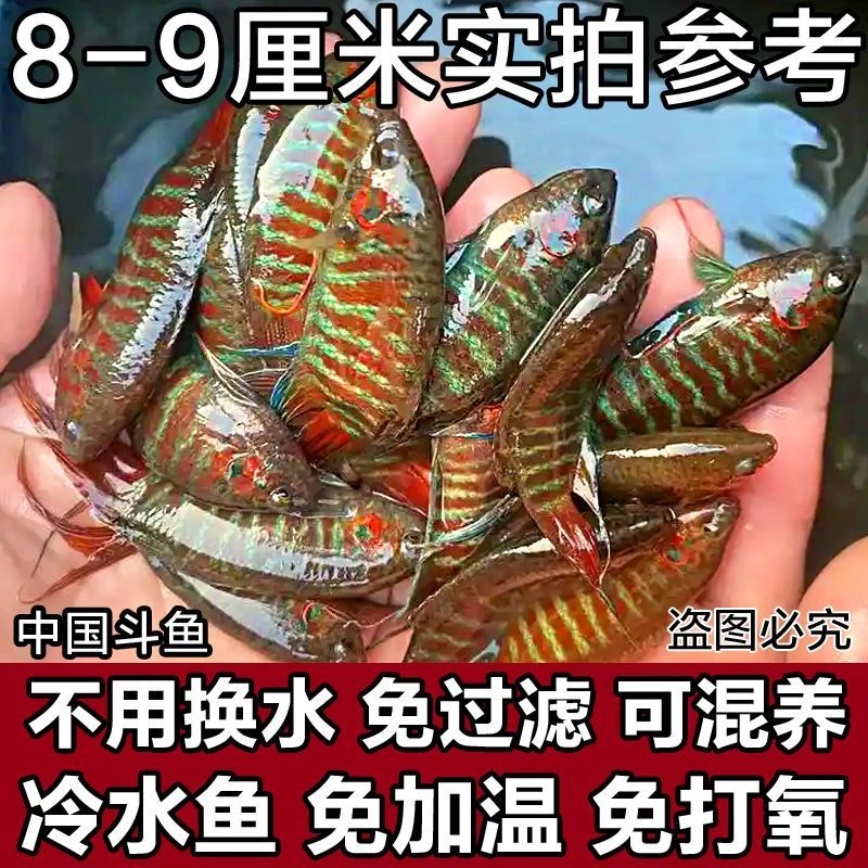 直播野生斗鱼链接