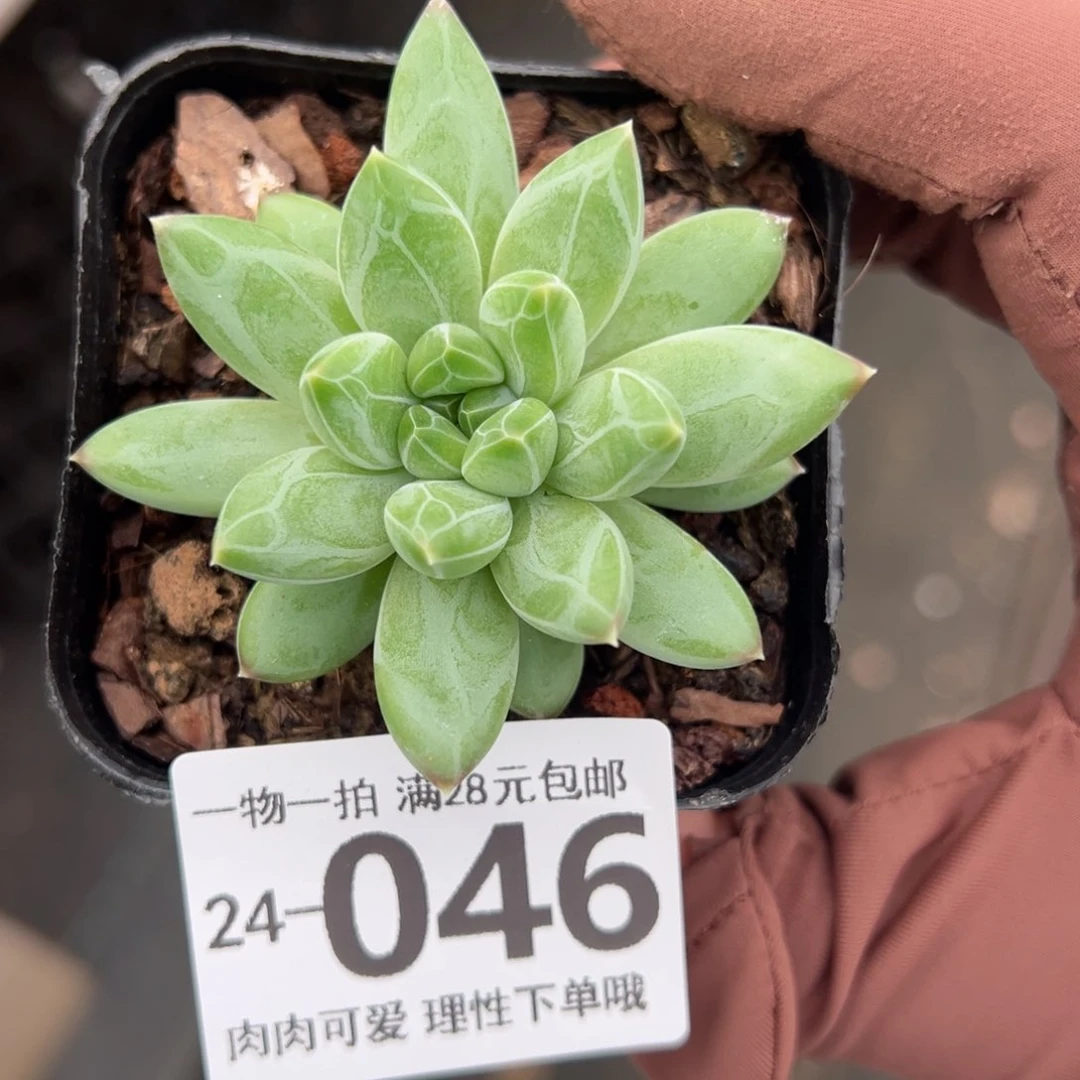 胖体青花瓷的多肉